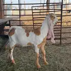 للبيع جفار هولنديه طيبه لتاسيس مراح