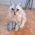 قطه شيرازي للتبني