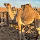 بكره مفرودة