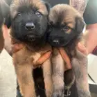 جراء جيرمن شيبرد سيبل