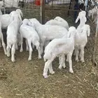 بهم حري
