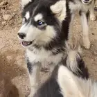 كلاب هاسكي الوان