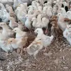 صوص دجاج بلدي
