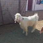 تيس فحل للبيع