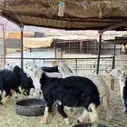 طليان نجد ذبائح