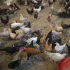 دجاج فواخر انواع مشكلة وبلدي الحق ماتلحق على 30 جملة