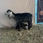 عنز تامه شبب بداية تمام تحتها جفرة