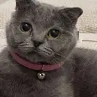 قطة سكوتش للتبني