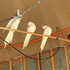 3 حبات كروان البينو صافي