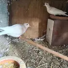 حمام هولندي