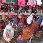 ديوك بلدي للبيع العمر 7 شهور