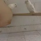 اعرض لكم ثلاث اجواز روز للبيع