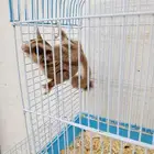 سنجاب طائر قطط طيور مستلزمات جميع الحيوانات الليفه