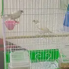 جوز كناري سوري