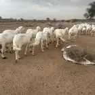 40 ضان حرش