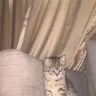 قطه انثى سكوتش للبيع