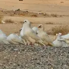 حمام لاحم