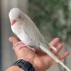 للبيع حبه دره دايلوت (( تم البيع ))