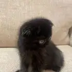 قطط مكس سكوتش وشيرازي