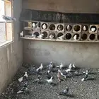 حمام أتراك و باكستاني