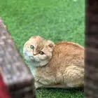 سكوتش فولد للبيع