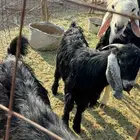 تيوس وخرفان