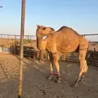 قعود للبيع