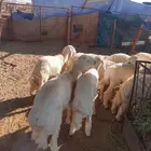 خرفان