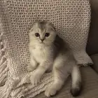 قطط