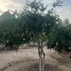 رمان للبيع