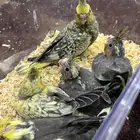 فروخ كروان غر
