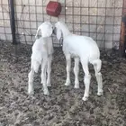 سلام عليكم دواغير طليان