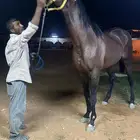 حصان انقليزي للبيع
