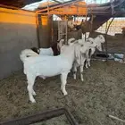 تيوس هولنديه
