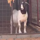 تيس بورقوت
