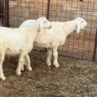 خرفان حريه مشروع فحول