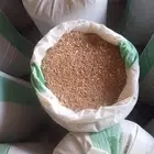 بذر قمح سميد