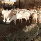 غنم مقنوي الموقع مرات