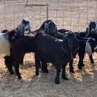 غنم حري ذبايح وتوصيل في جده