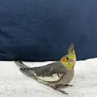 للبيع فرخ كروان غر محجل تم البيع