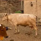 بقرة جرسية والد