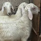 غنم