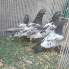 طيور شماعي تيدي