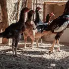 دجاج بكستاني سندي