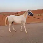 مهره شيخه ومزيونه ولقاح