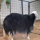 شاه نجديه