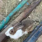 للبيع ثنتين أرنب بلدي مشروط الموقع نجران