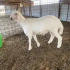طلي حري