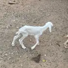 داغور رخل