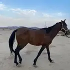 للبيع حصلت شعبي كفو